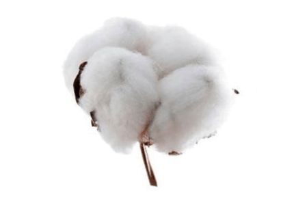 Coton 430x300
